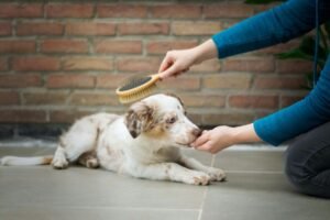 brossage poils chien