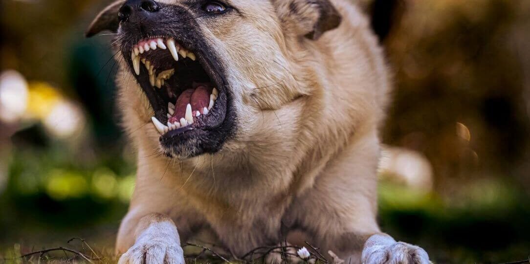 chien-agressif-que-faire