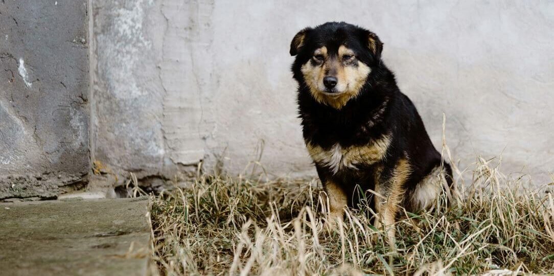 chien-perdu