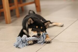 chien destructeur jouet