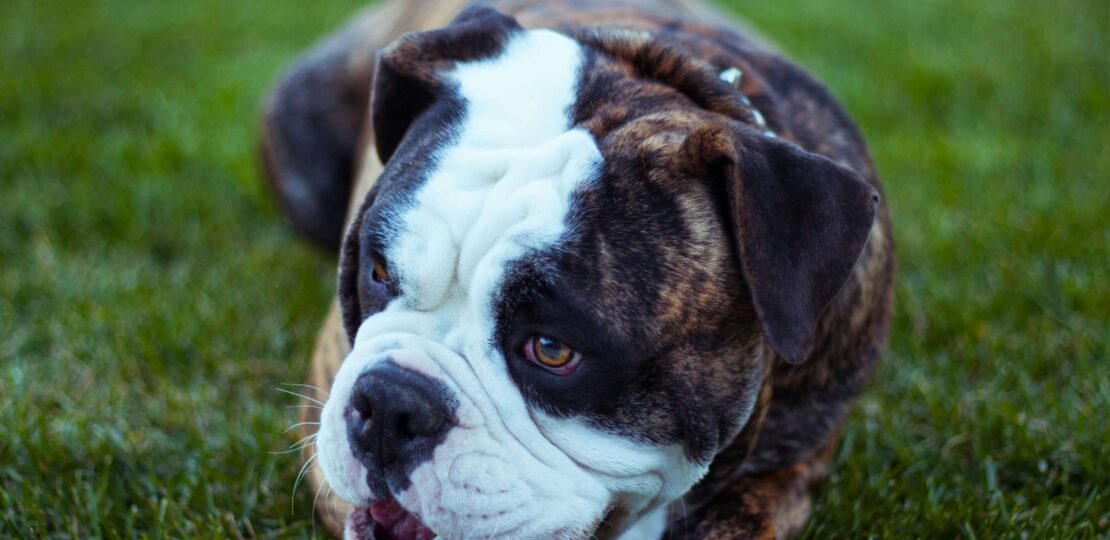 Jouet-chien-indestructible