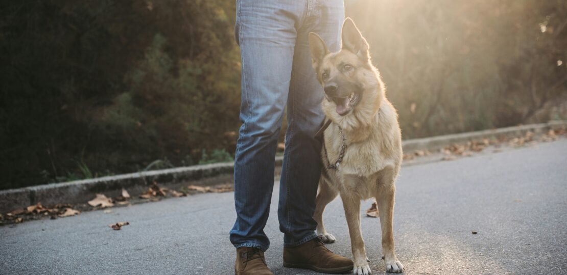 erreurs-education-chien