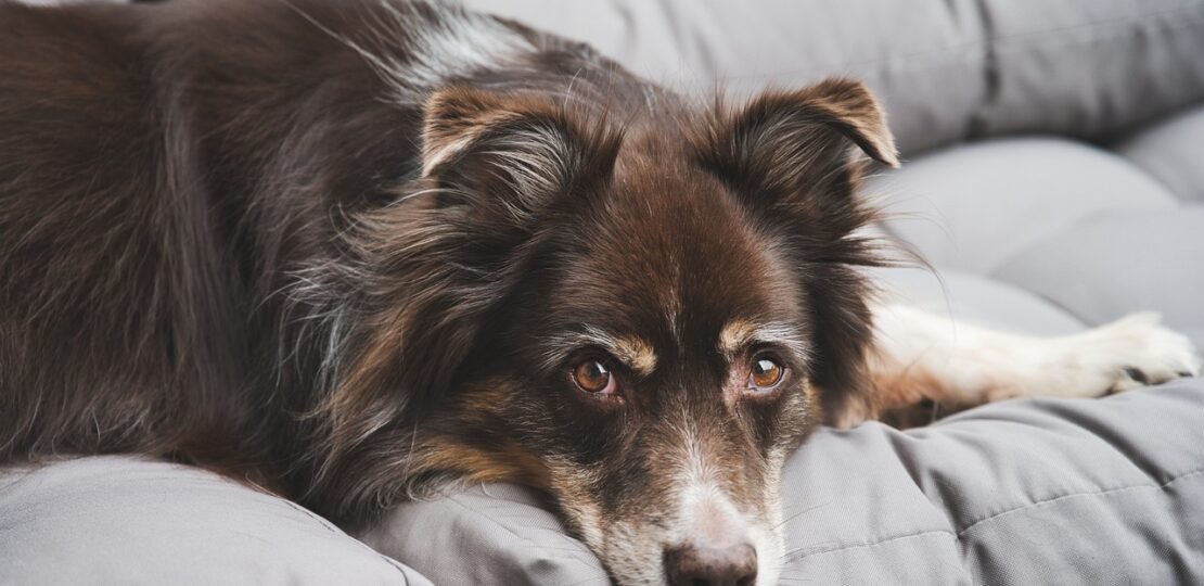 chien-fatigue-anxieux