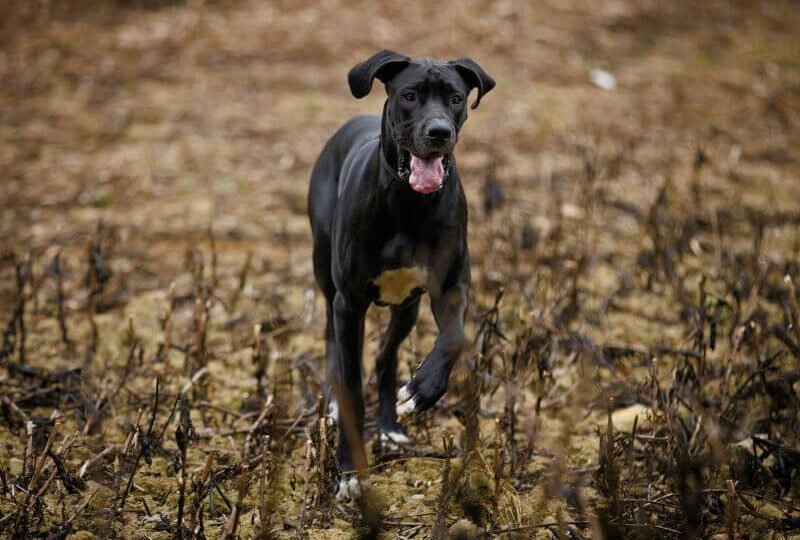 chien-en-fugue