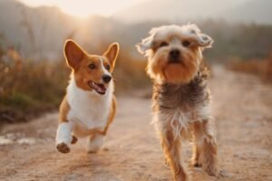 chien qui jouent