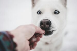 chien mange friandise