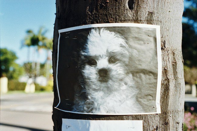 affiche chien perdu