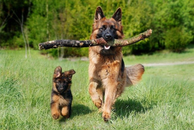 Berger allemand, chien active qui supporte mal la solitude