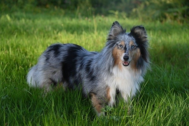 chien intelligent berger des shetland