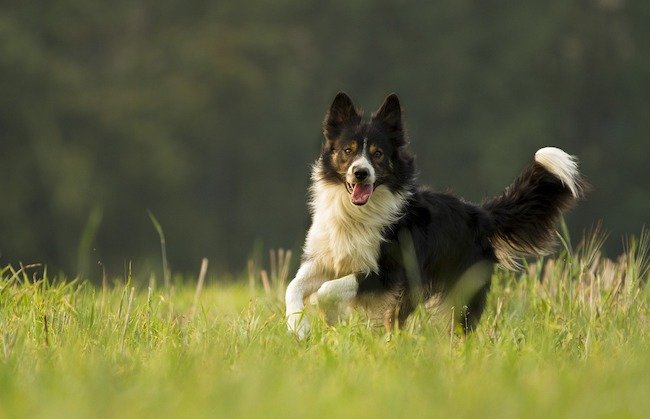 border collie, chien le plus intelligent du monde