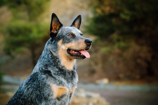 chien intelligent bouvier australien