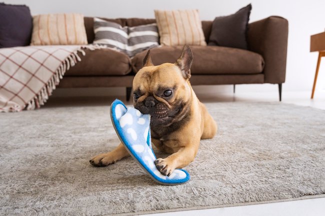 chien destructeur chaussures