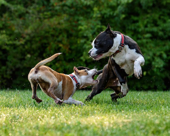 chien destructeur méchant