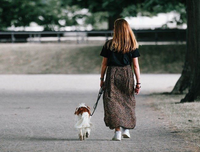 chien en laisse au pied