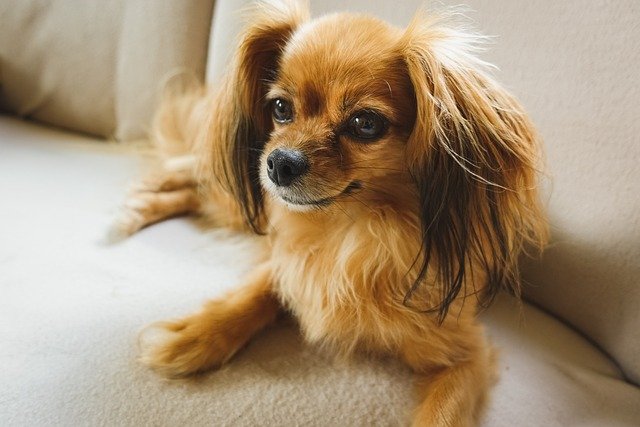 chien intelligent Épagneul nain continental papillon