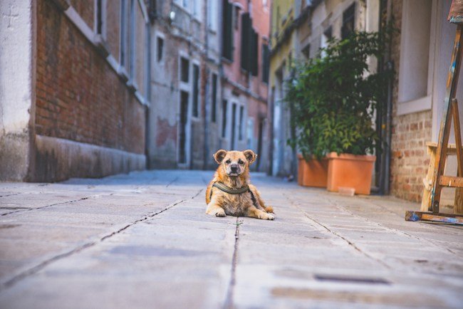 chien seul errant perdu