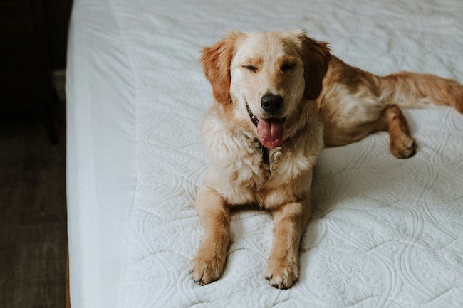 chien heureux clin d'oeil