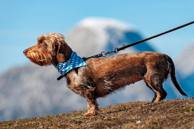 petit chien tenu en laisse