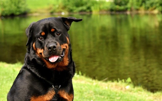 chien intelligent rottweiler