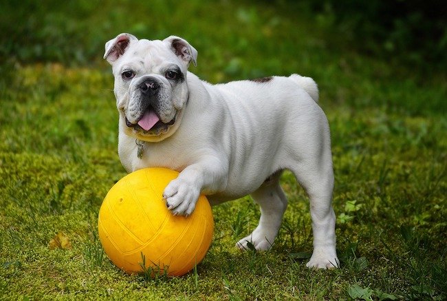 chien seul joue avec une balle
