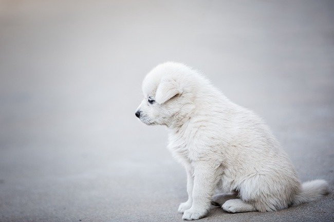 Chiot seul à la maison