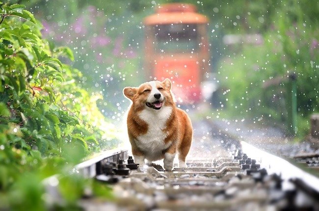 chien corgi mouillé