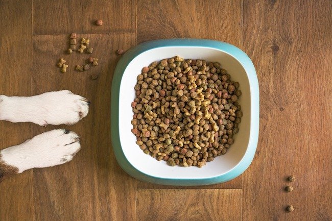 croquettes pour chien