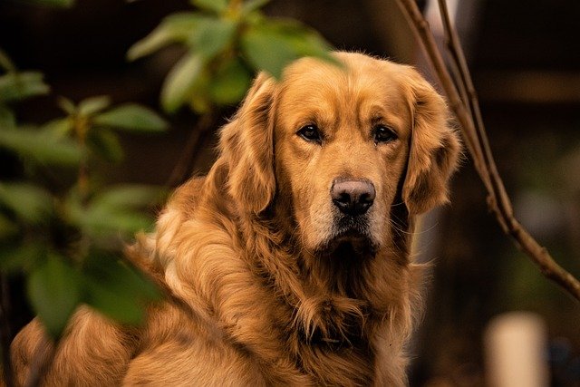 chien intelligent golden retriever