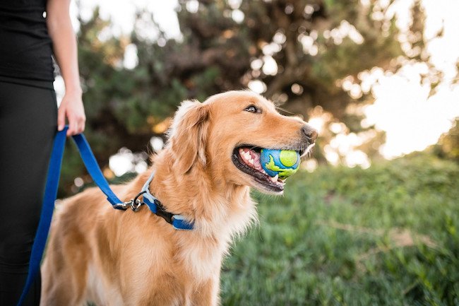 balle pour chien indestructible orbee tuff planet ball