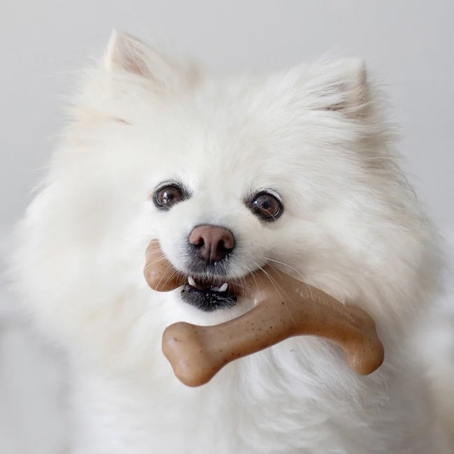jouets pour chiens indestructible benebone