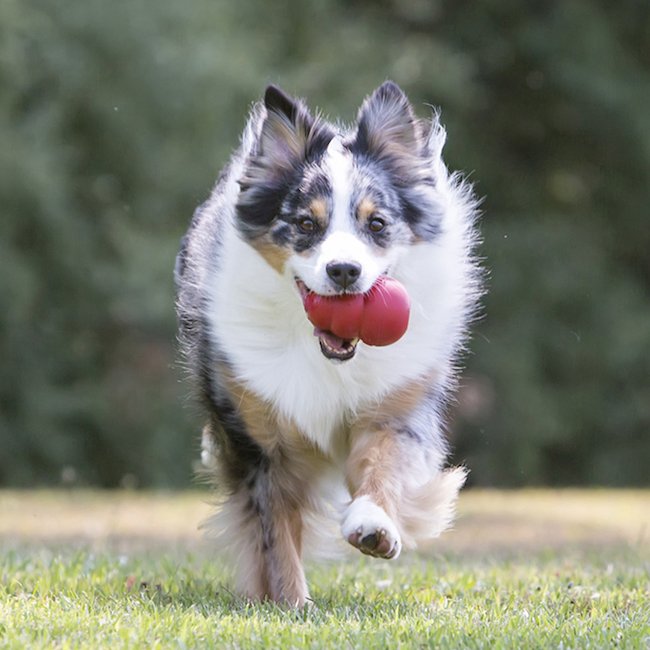 jouets pour chiens indestructible marque Kong