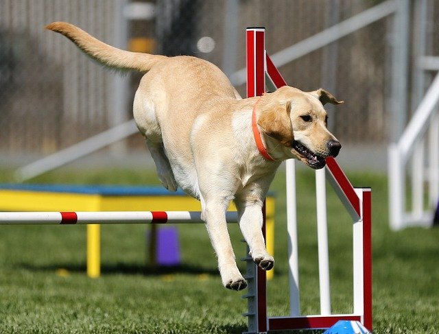 chien intelligent labrador retriever