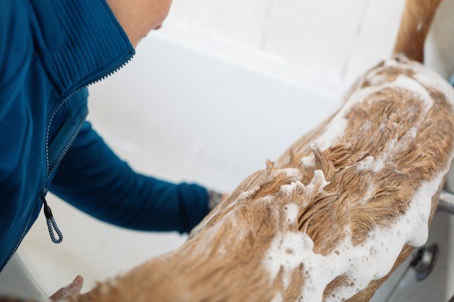 shampoing chien toilettage