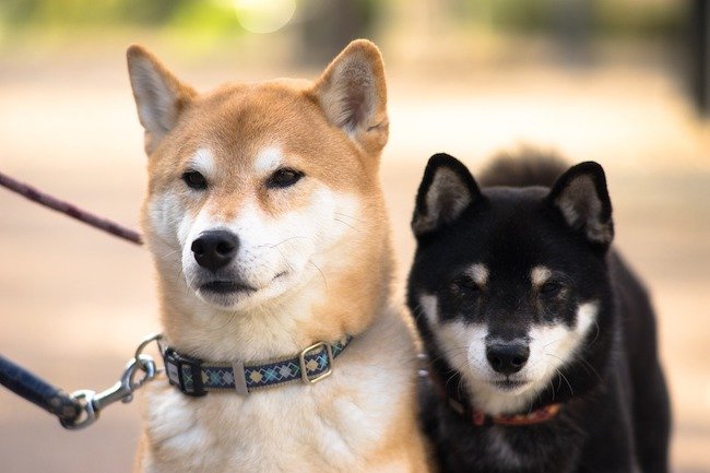 Chien Shiba Inu, race indépendante
